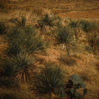 Nocheluna Sotol Dasylirion - Latitude Wine & Liquor Merchant