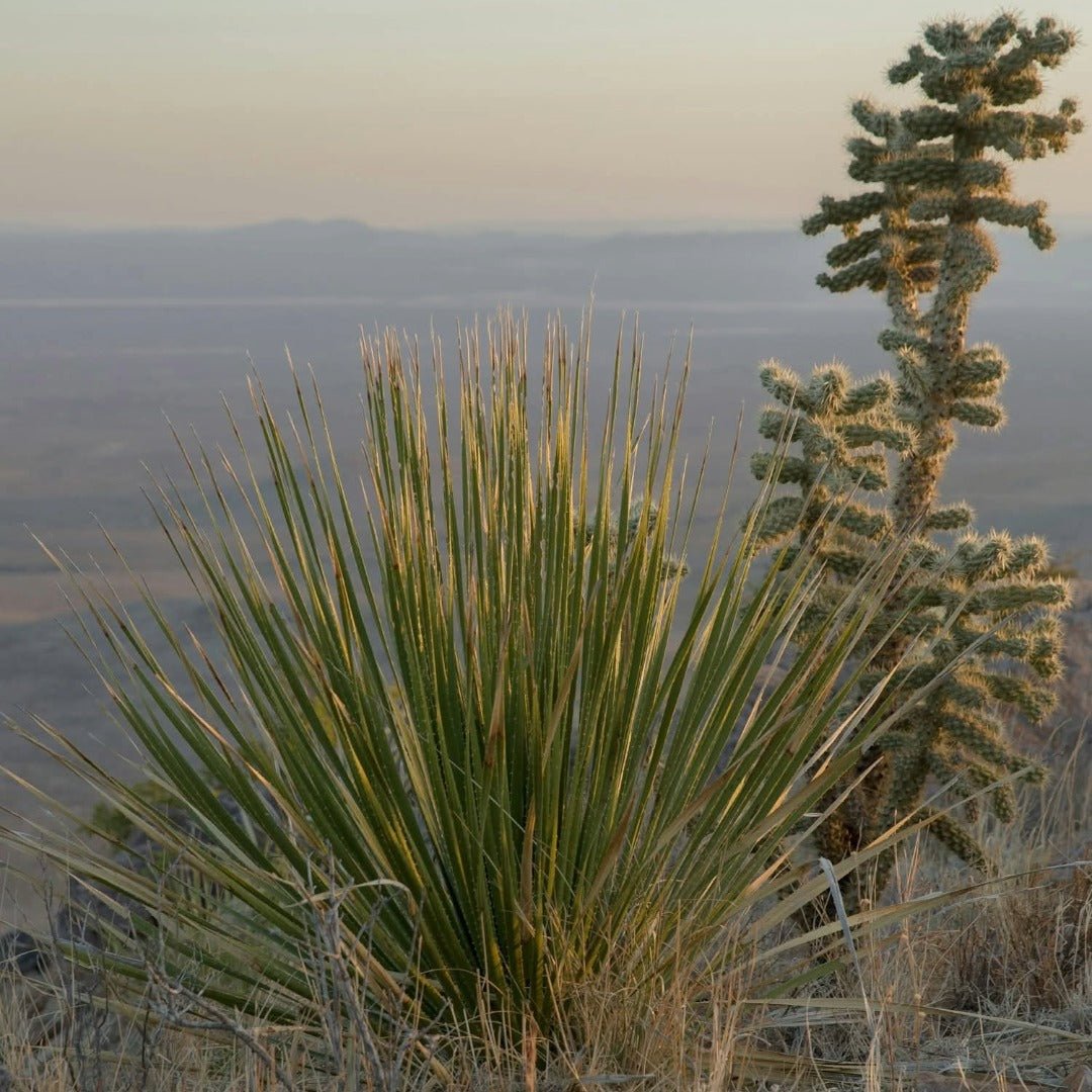 Nocheluna Sotol Dasylirion - Latitude Wine & Liquor Merchant