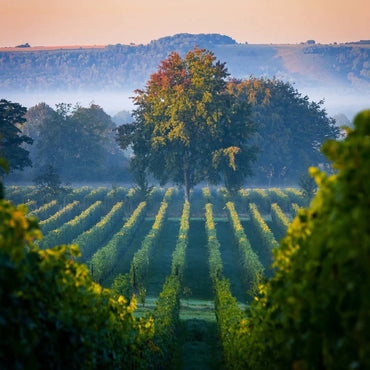 Nyetimber Classic Cuvee - Latitude Wine & Liquor Merchant