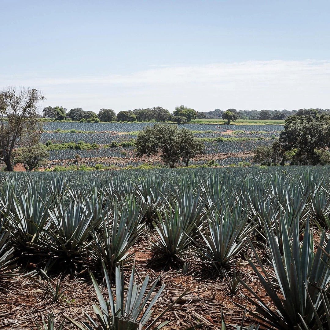 Ocho Reposado 50cl - Latitude Wine & Liquor Merchant