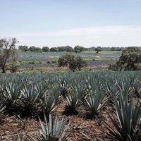 Ocho Reposado 50cl - Latitude Wine & Liquor Merchant