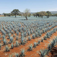 Ocho Reposado 50cl - Latitude Wine & Liquor Merchant