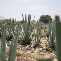 Ojo De Tigre Mezcal Blanco - Latitude Wine & Liquor Merchant