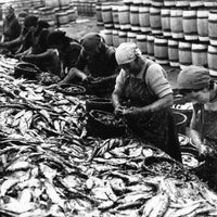 Old Pulteney Port Cask Finish - Latitude Wine & Liquor Merchant