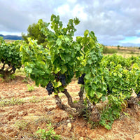Ontanon Vetiver Rioja Blanco - Latitude Wine & Liquor Merchant
