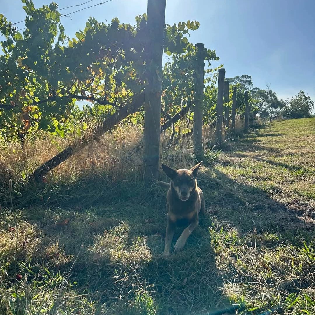 Payten & Jones 2024 Mataro Manifest - Latitude Wine & Liquor Merchant