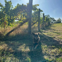 Payten & Jones 2024 Mataro Manifest - Latitude Wine & Liquor Merchant