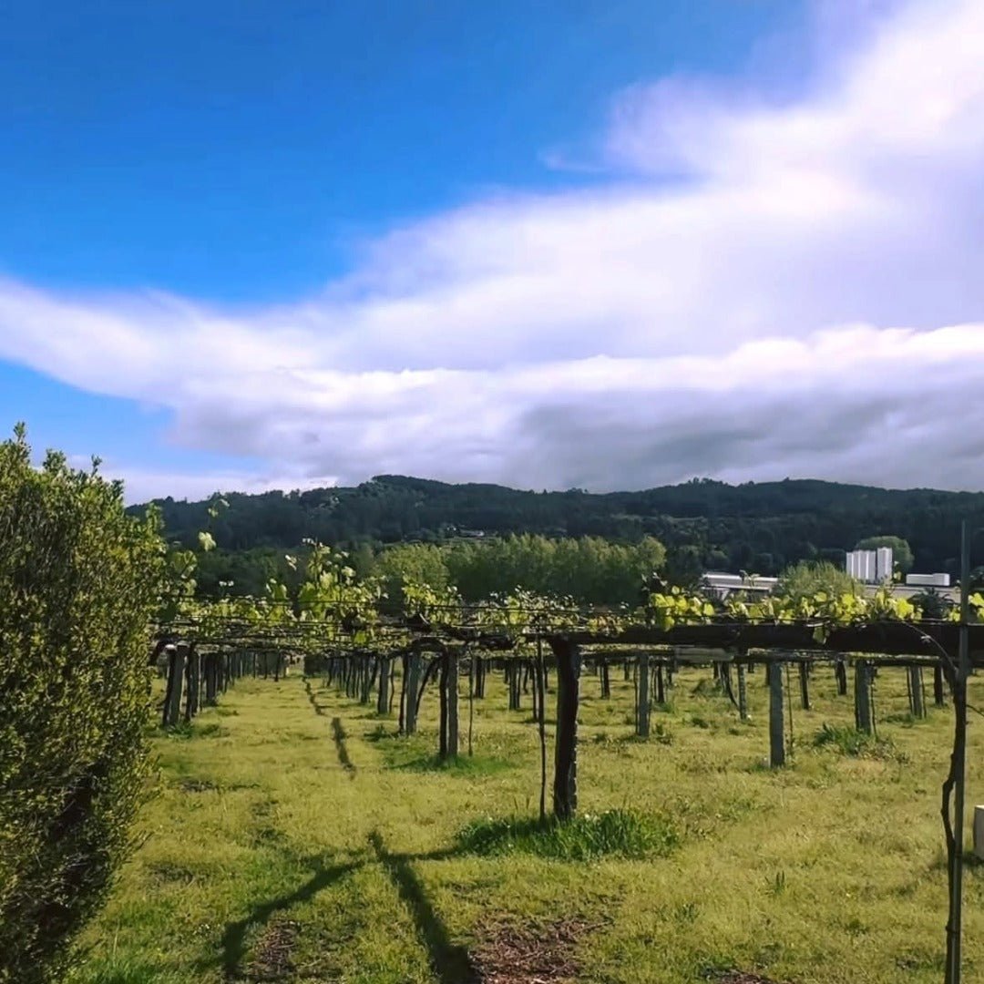 Pazo Senorans Albarino - Latitude Wine & Liquor Merchant