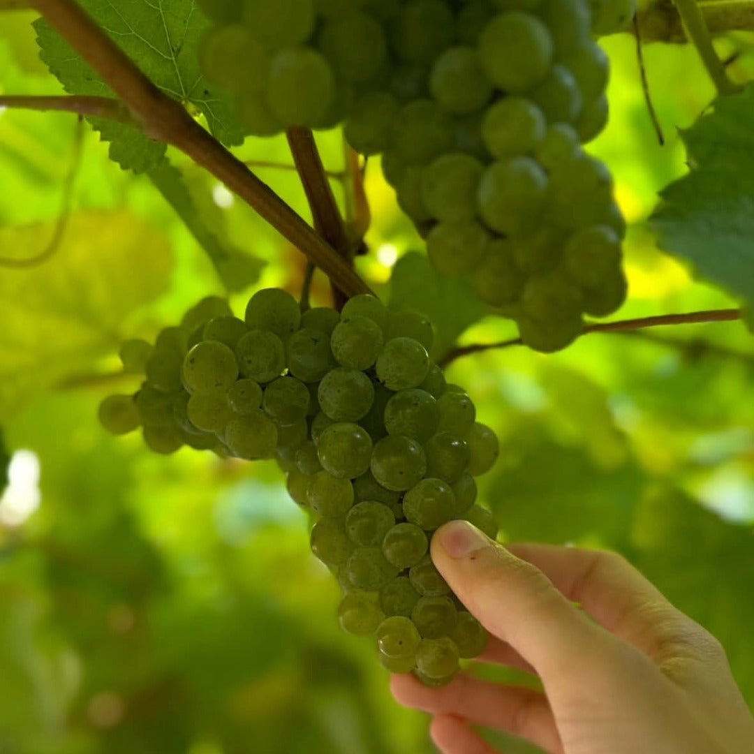 Pazo Senorans Albarino - Latitude Wine & Liquor Merchant