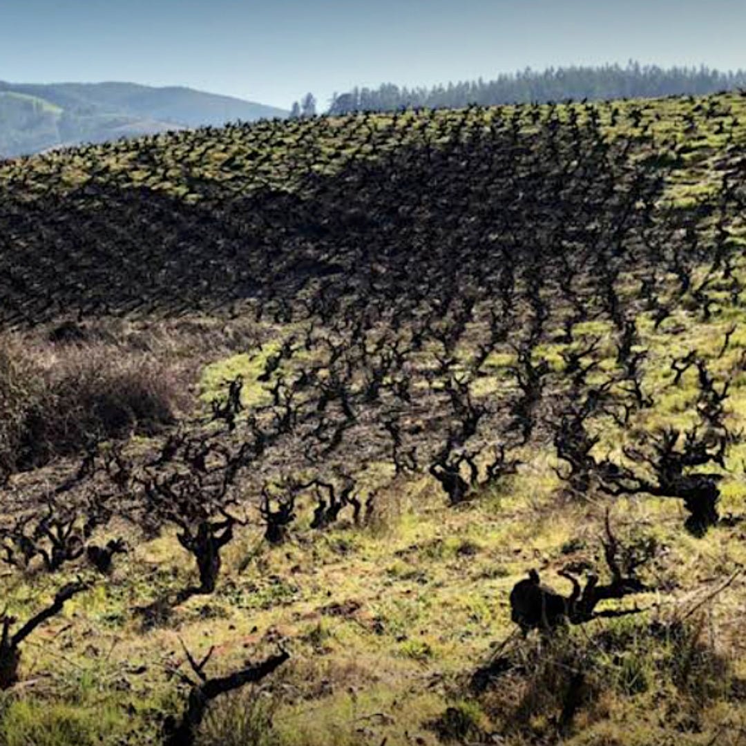 Pedro Parra 'Vinista' Itata Valley Pais - Latitude Wine & Liquor Merchant