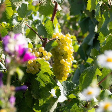 Perrier - Jouet Belle Epoque - Latitude Wine & Liquor Merchant