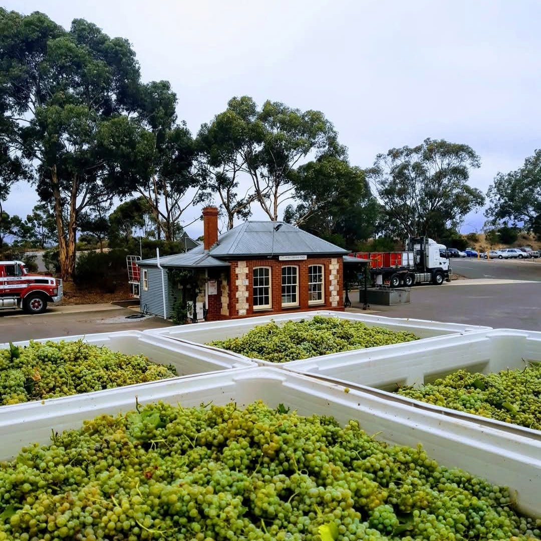 Peter Lehmann Masters, `Margaret` Barossa Valley Semillon - Latitude Wine & Liquor Merchant