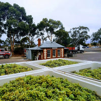 Peter Lehmann Masters, `Margaret` Barossa Valley Semillon - Latitude Wine & Liquor Merchant