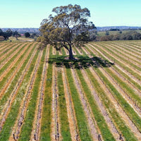 Peter Lehmann Masters, `Margaret` Barossa Valley Semillon - Latitude Wine & Liquor Merchant