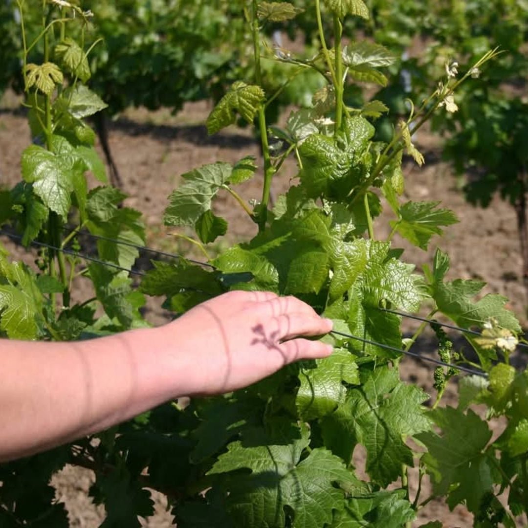 Pfaffl Primo Gruner Veltliner 0% ABV - Latitude Wine & Liquor Merchant