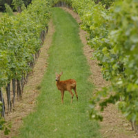 Pfaffl Primo Gruner Veltliner 0% ABV - Latitude Wine & Liquor Merchant