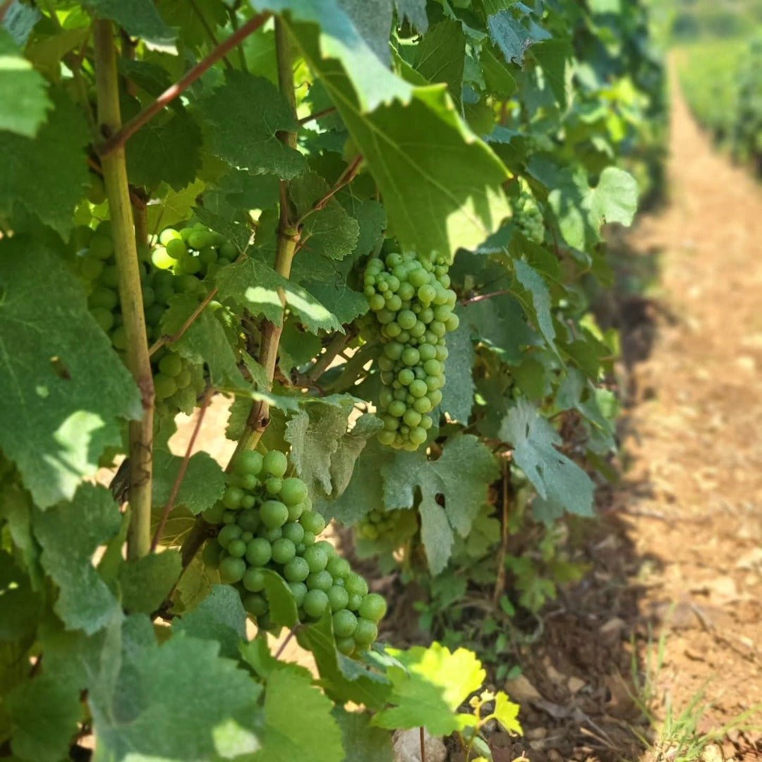 Philippe Bouzereau Meursault - Latitude Wine & Liquor Merchant