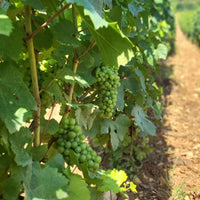 Philippe Bouzereau Meursault - Latitude Wine & Liquor Merchant