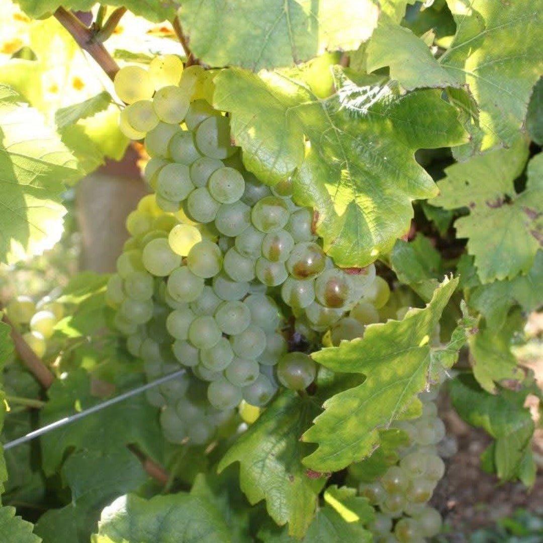 Philippe Bouzereau Meursault - Latitude Wine & Liquor Merchant