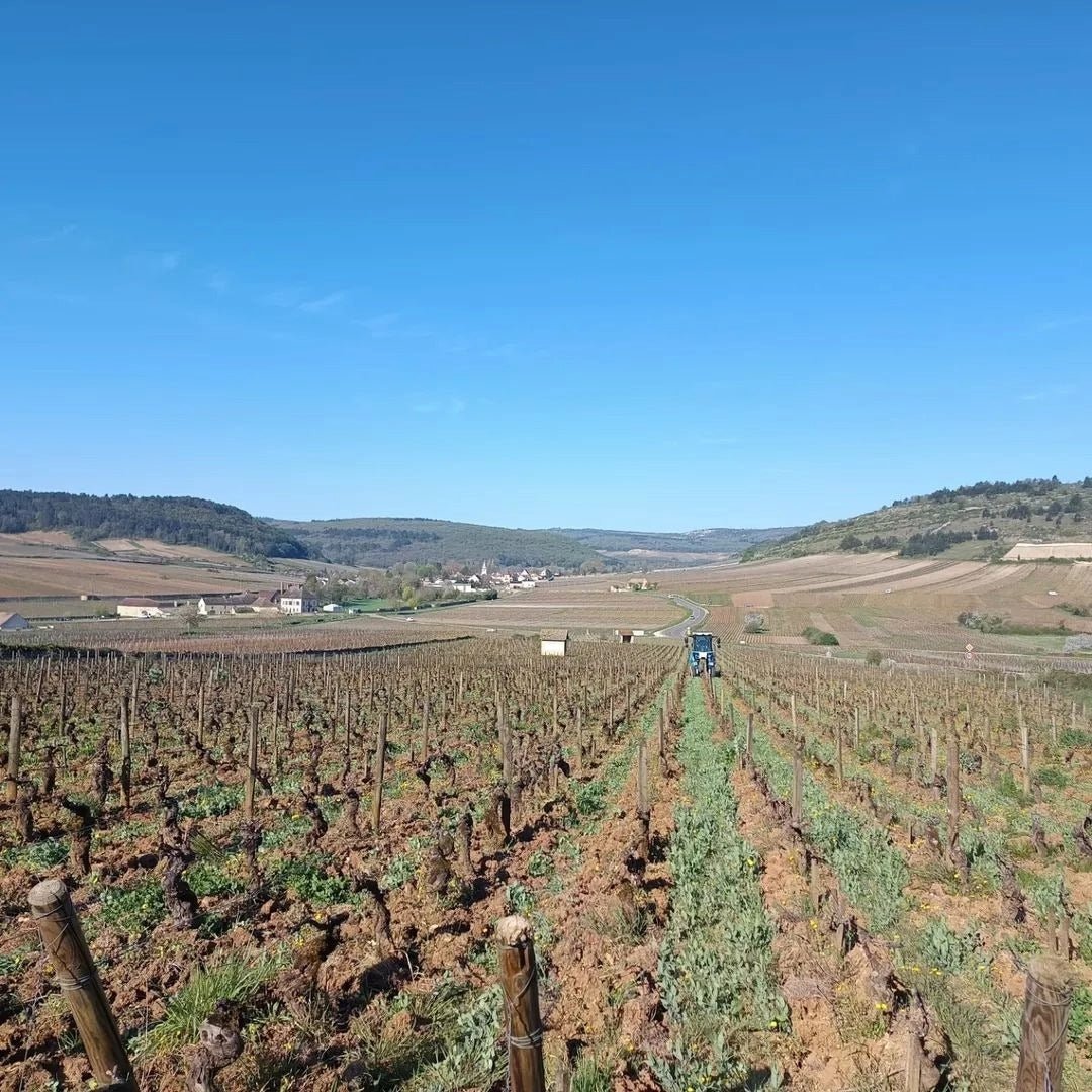 Philippe Bouzereau Meursault - Latitude Wine & Liquor Merchant