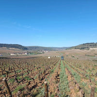 Philippe Bouzereau Meursault - Latitude Wine & Liquor Merchant