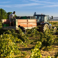 Piedra Prohibida Garnacha - Latitude Wine & Liquor Merchant