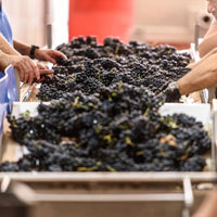 Piedra Prohibida Garnacha - Latitude Wine & Liquor Merchant