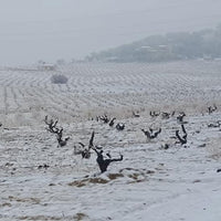 Piedra Prohibida Garnacha - Latitude Wine & Liquor Merchant