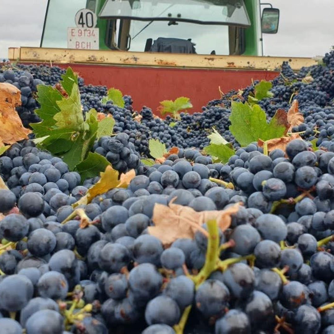 Piedra Prohibida Garnacha - Latitude Wine & Liquor Merchant