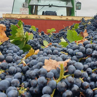Piedra Prohibida Garnacha - Latitude Wine & Liquor Merchant