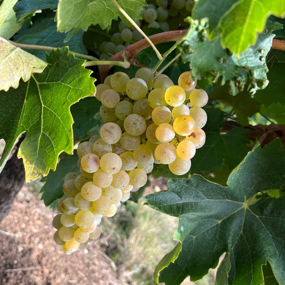 Pierre Ferrand Double Cask Reserve - Latitude Wine & Liquor Merchant