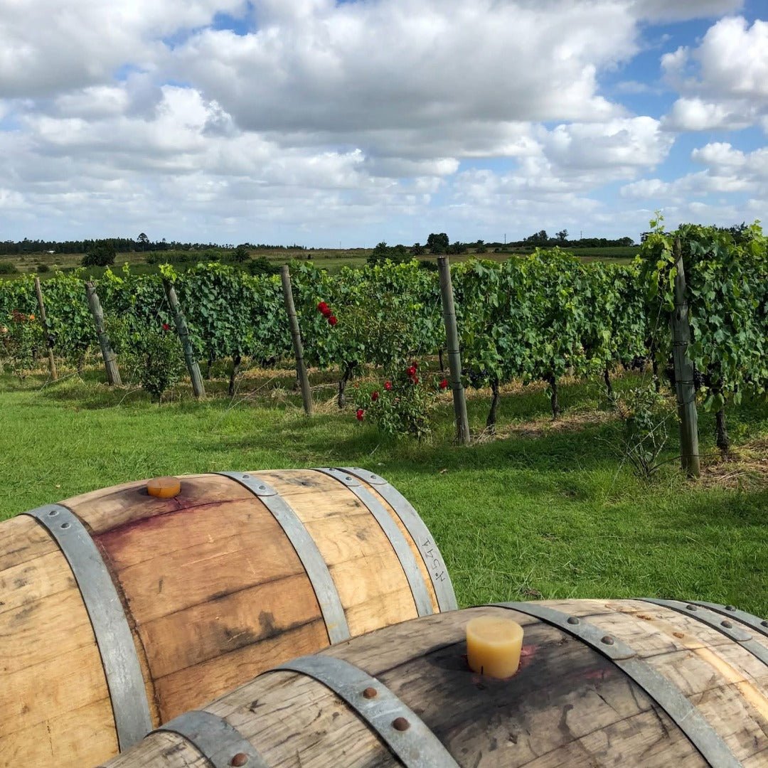 Pisano Cisplatino Tannat Progreso - Latitude Wine & Liquor Merchant