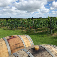 Pisano Cisplatino Tannat Progreso - Latitude Wine & Liquor Merchant