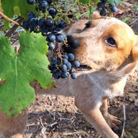 Pisano Cisplatino Tannat Progreso - Latitude Wine & Liquor Merchant