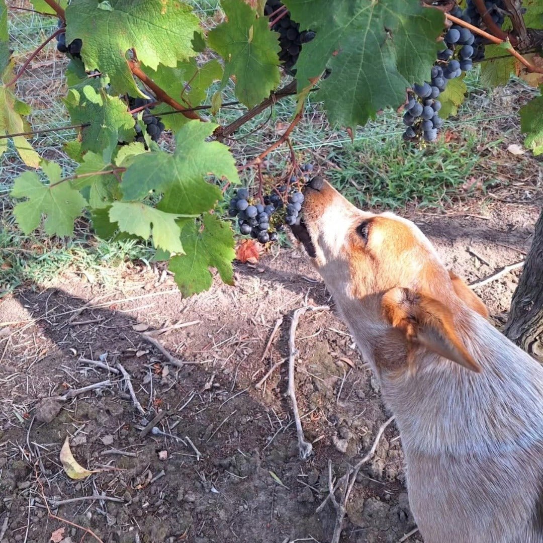 Pisano Cisplatino Tannat Progreso - Latitude Wine & Liquor Merchant