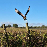 Pisano Cisplatino Tannat Progreso - Latitude Wine & Liquor Merchant