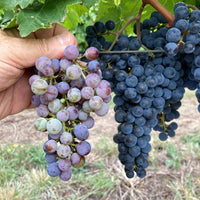 Pisano Cisplatino Tannat Progreso - Latitude Wine & Liquor Merchant