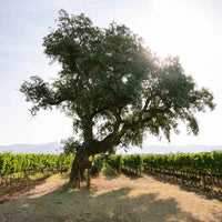 Poggio Al Tesoro Bolgheri Il Seggio - Latitude Wine & Liquor Merchant