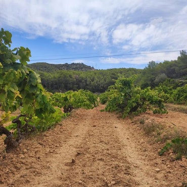 Principia Mathematica - Latitude Wine & Liquor Merchant