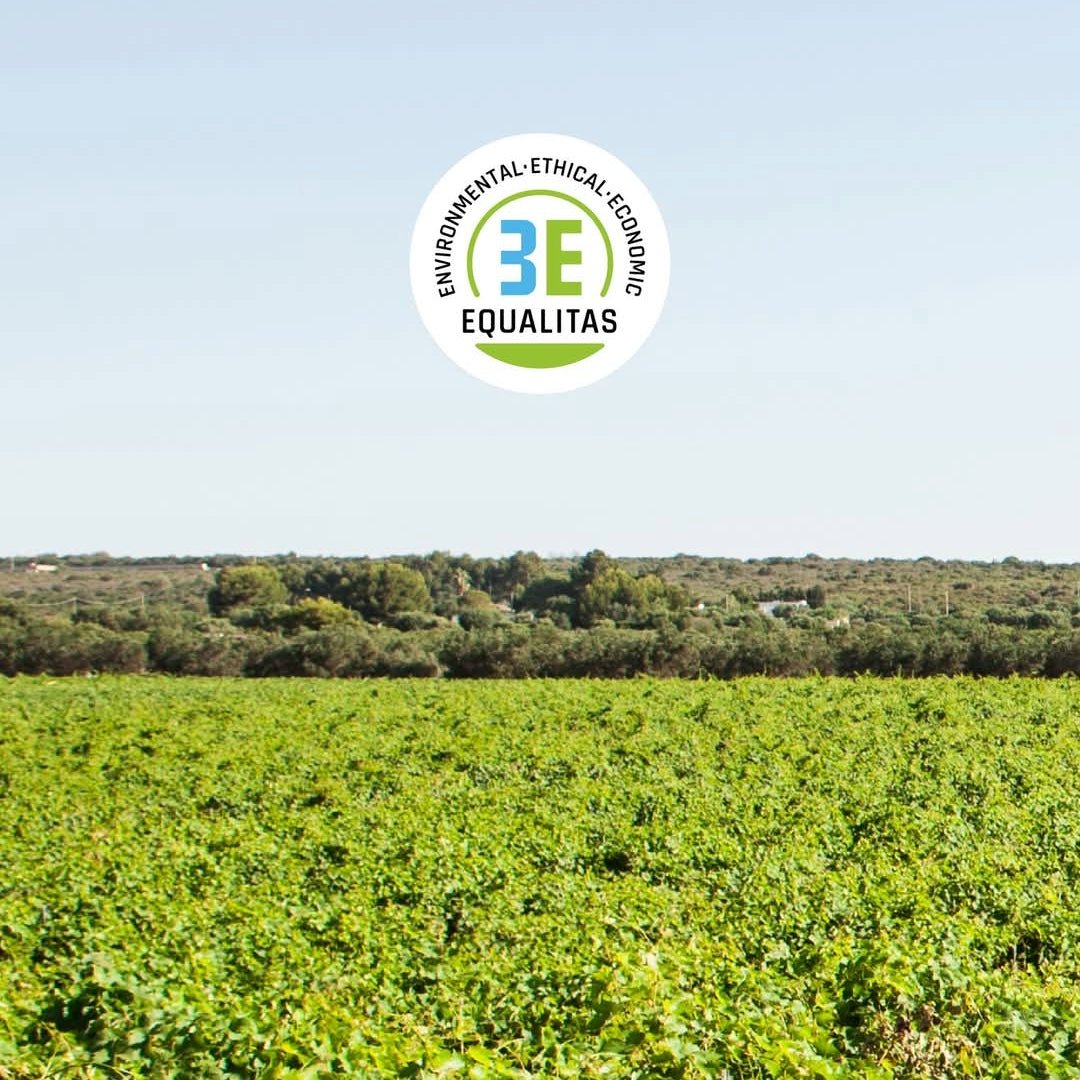 Produttori Di Manduria Alice Verdeca - Latitude Wine & Liquor Merchant