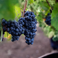 Produttori Di Manduria Elegia Primitivo Di Manduria Reserva - Latitude Wine & Liquor Merchant