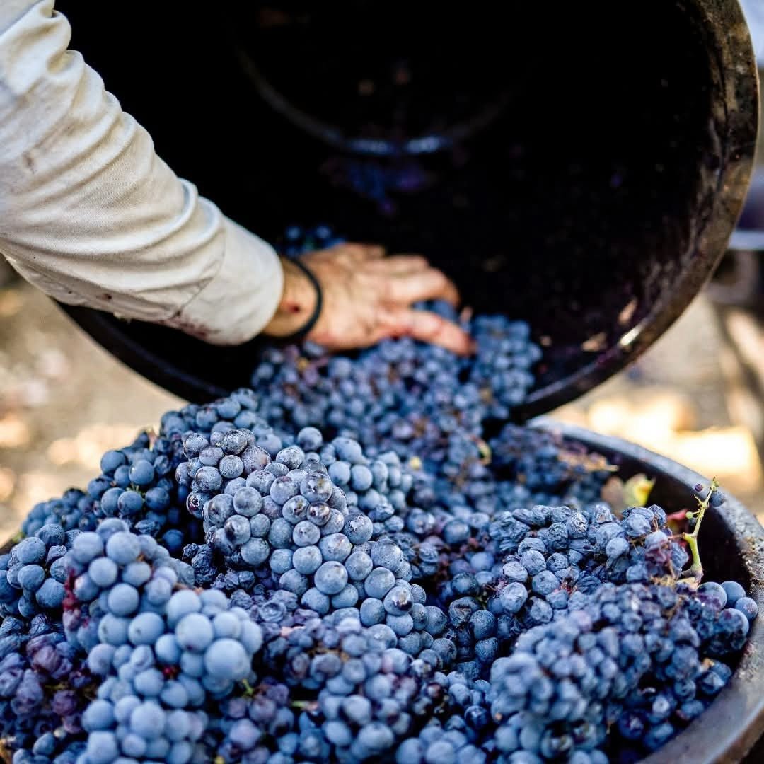 Produttori Di Manduria Elegia Primitivo Di Manduria Reserva - Latitude Wine & Liquor Merchant