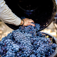 Produttori Di Manduria Elegia Primitivo Di Manduria Reserva - Latitude Wine & Liquor Merchant