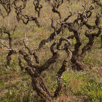 Produttori Di Manduria Elegia Primitivo Di Manduria Reserva - Latitude Wine & Liquor Merchant