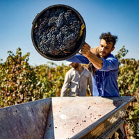 Produttori Di Manduria Elegia Primitivo Di Manduria Reserva - Latitude Wine & Liquor Merchant