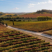 Prontissimo Palhete Light - Latitude Wine & Liquor Merchant