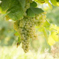 Prontissimo Palhete Light - Latitude Wine & Liquor Merchant