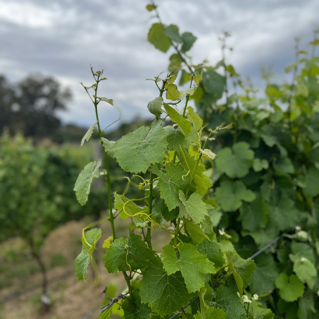 Protero Adelaide Hills Nebbiolo - Latitude Wine & Liquor Merchant