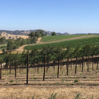 Protero Adelaide Hills Nebbiolo - Latitude Wine & Liquor Merchant