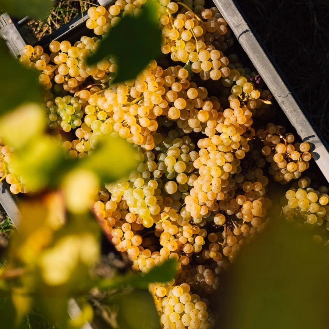 Quinta Do Ameal Vinho Verde Loureiro - Latitude Wine & Liquor Merchant